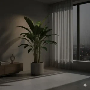 A mature Corn Plant illustrating why it is among the best low light indoor trees for shaded interiors.