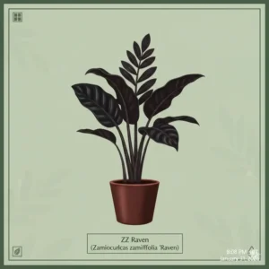A detailed botanical illustration of the ZZ Raven, a popular choice among rare low light plants enthusiasts.
