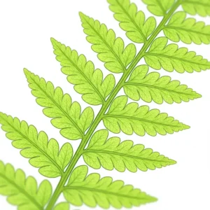 Detailed illustration showing the delicate, translucent leaflets of a light fern under bright illumination.