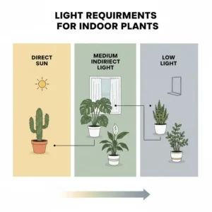 A light requirement chart comparing direct sun, low light, and medium indirect light plants.