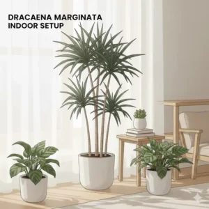 A Dracaena marginata setup in a living room corner designed for medium indirect light plants.