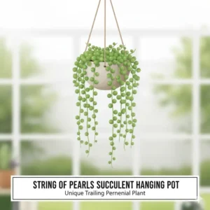 Close-up of a String of Pearls succulent, a unique trailing variety of perennial hanging plants.