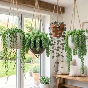 Trailing green String of Pearls succulents for hanging pots in a bright room.