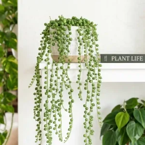 A close-up view of a string of pearls succulent, a unique variety of trailing indoor house plants.